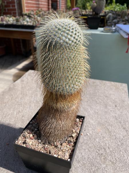 Mammillaria dixanthocentron